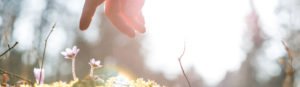 Close up of hand reaching down to touch a small purple flower