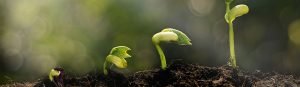 four green plant shoots growing
