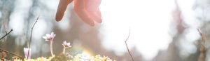 close up of hand reaching down to touch a small purple flower